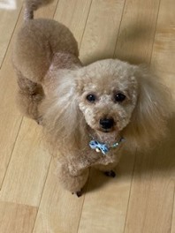Ｉ様の愛犬リリーちゃんご紹介